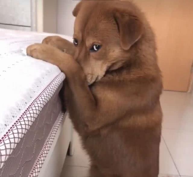 狗狗犯错女子大声呵责看到狗的表情却绷不住了这也太犯规了